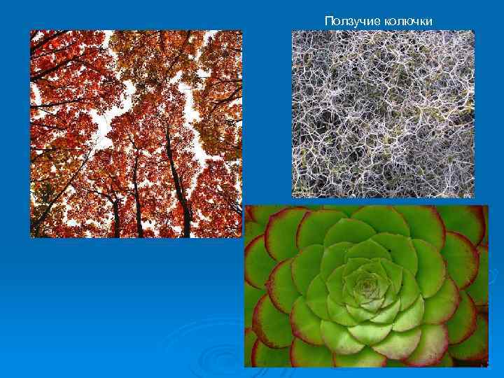 Ползучие колючки 