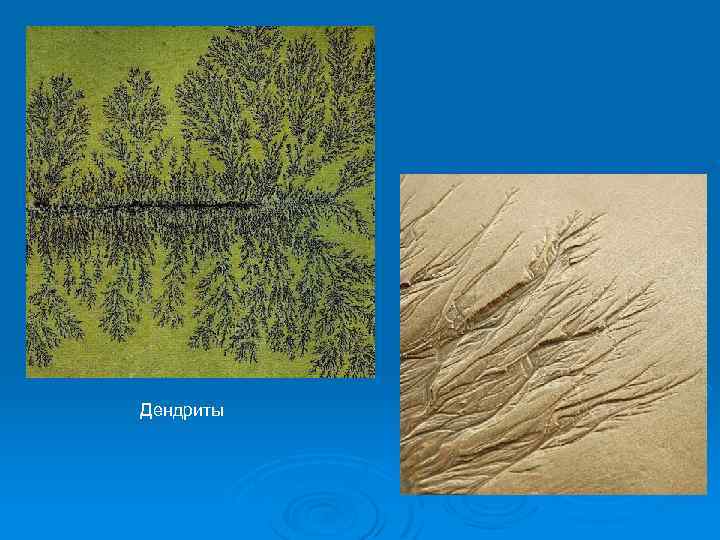 Дендриты 