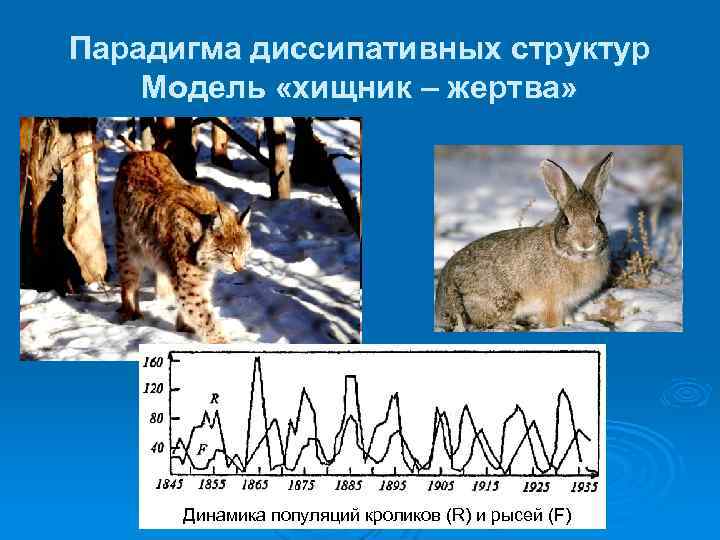 Опишите взаимодействие популяций хищник жертва в плане численности особей