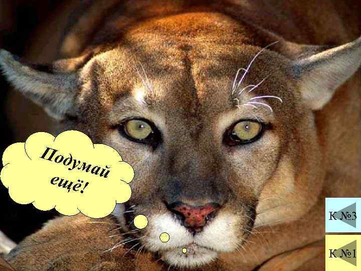 Под умай ещё ! К № 3 К № 1 