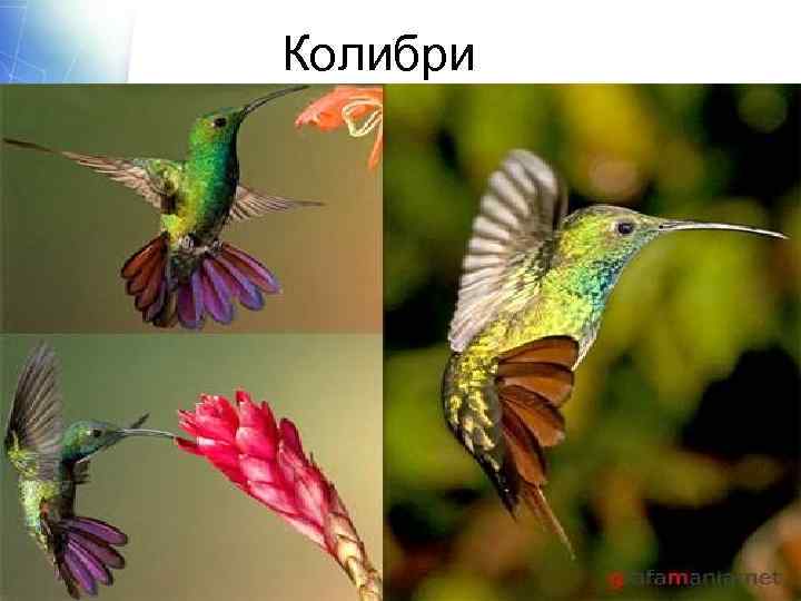 Колибри 