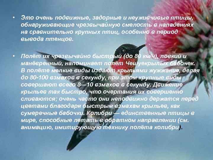  • Это очень подвижные, задорные и неуживчивые птицы, обнаруживающие чрезвычайную смелость в нападениях