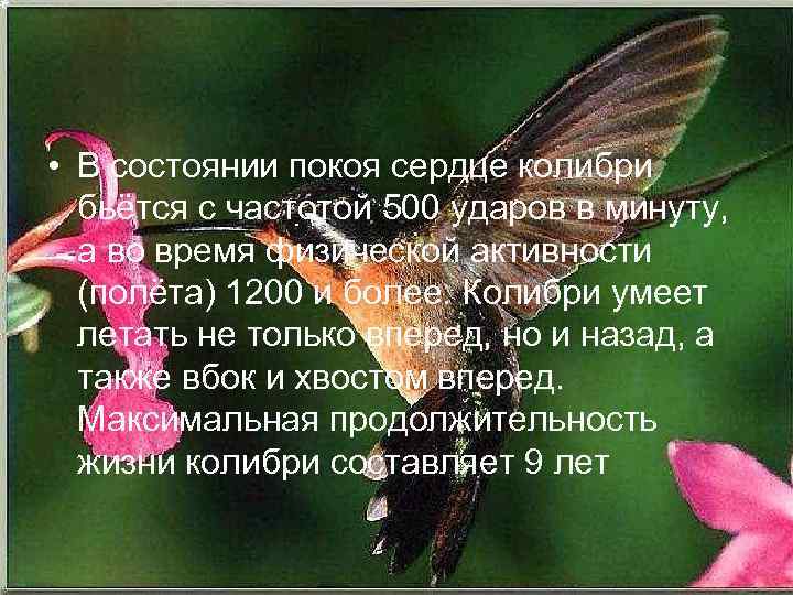  • В состоянии покоя сердце колибри бьётся с частотой 500 ударов в минуту,