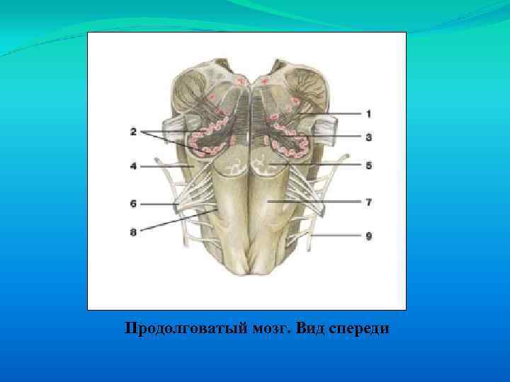 Продолговатый мозг. Вид спереди 