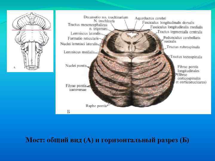 Мост: общий вид (А) и горизонтальный разрез (Б) 