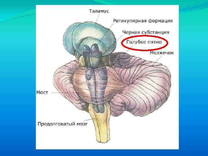 Ствол головного мозга рисунок