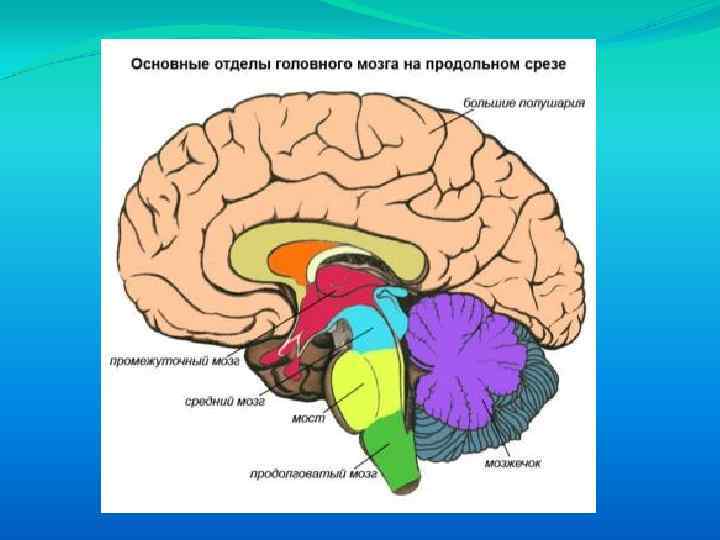 Картинки ствол головного мозга