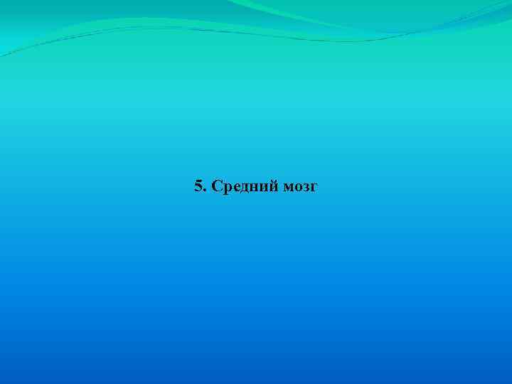 5. Средний мозг 