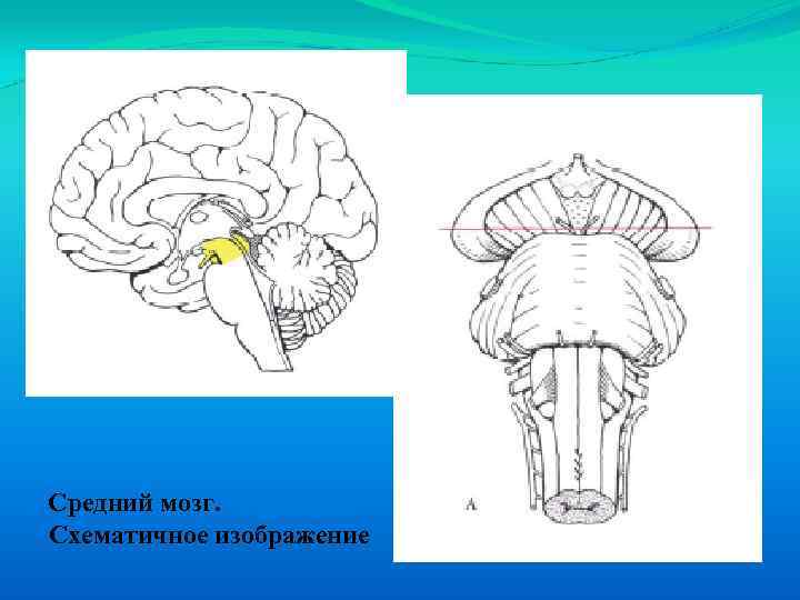 Ствол мозга рисунок