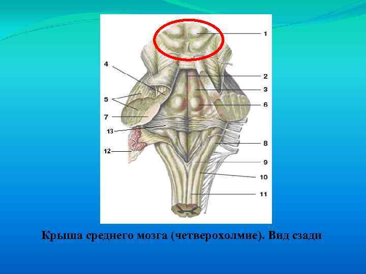 Крыша среднего мозга