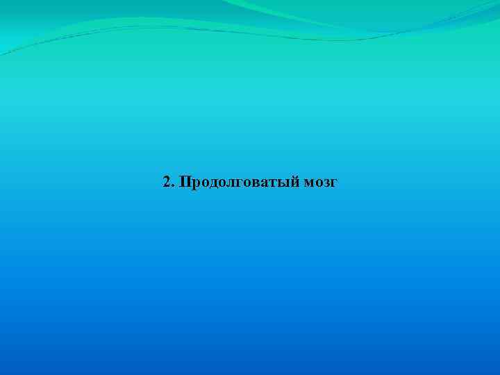 2. Продолговатый мозг 