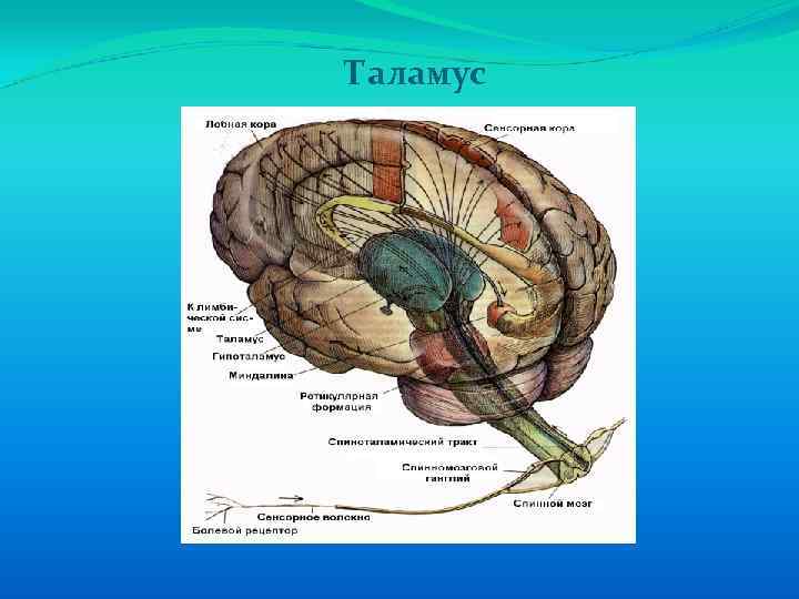 Нервы промежуточного мозга. Промежуточный мозг. Строение головного мозга человека. Центры промежуточного мозга. Нервная система промежуточный мозг.