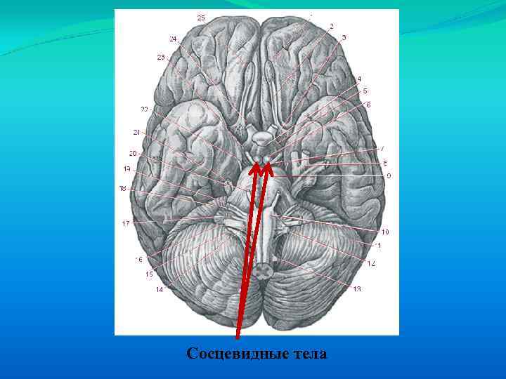 Тело головной. Сосцевидные тела гипоталамуса. Сосцевидные тела головного мозга. Сосцевидные тела и серый бугор. Мамиллярные тела гипоталамуса.