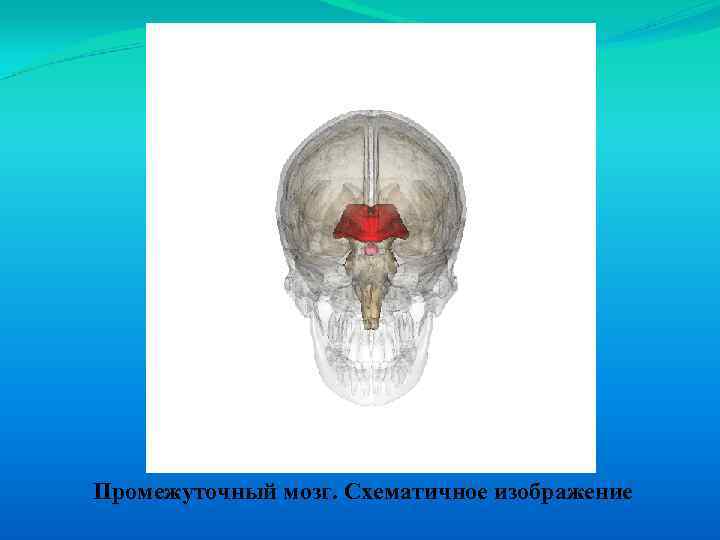 Промежуточный мозг. Схематичное изображение 