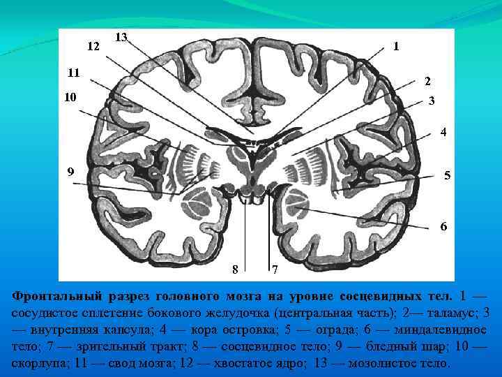 Продольный разрез головного мозга