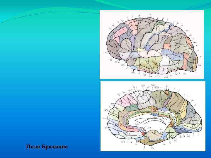 Карта поли. Поля Бродмана. 44 Зона Бродмана. 52 Поля Бродмана схема. 18 Поле Бродмана.