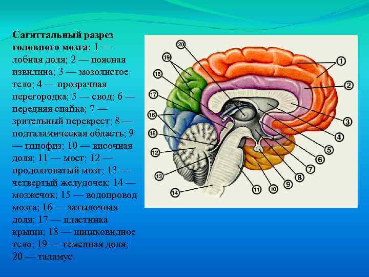 Прозрачная перегородка мозга. Сагиттальный разрез головного мозга. Медиальный разрез головного мозга. Общий план строения головного мозга в сагиттальном разрезе. Сагиттальный срез головного мозга анатомия.