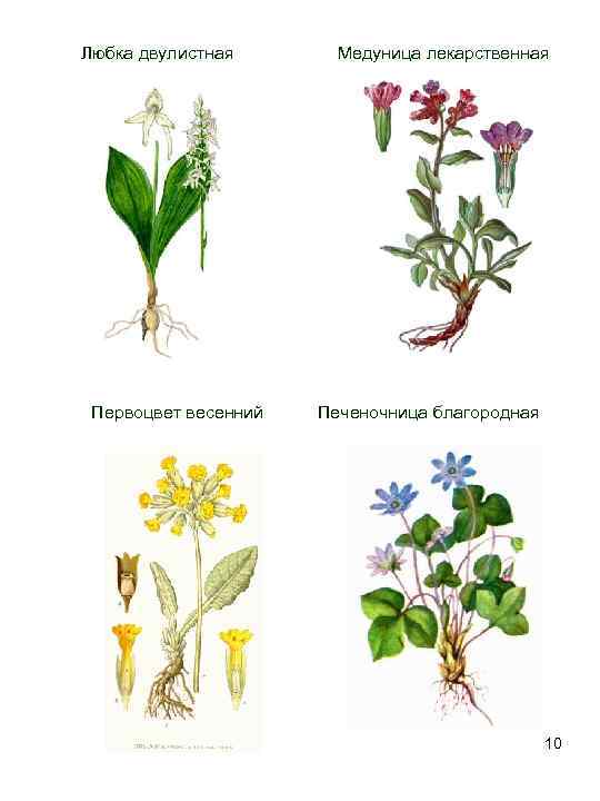  Любка двулистная Медуница лекарственная Первоцвет весенний Печеночница благородная 10 