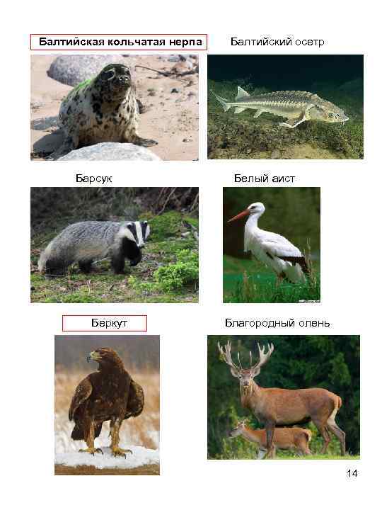  Балтийская кольчатая нерпа Балтийский осетр Барсук Белый аист Беркут Благородный олень 14 