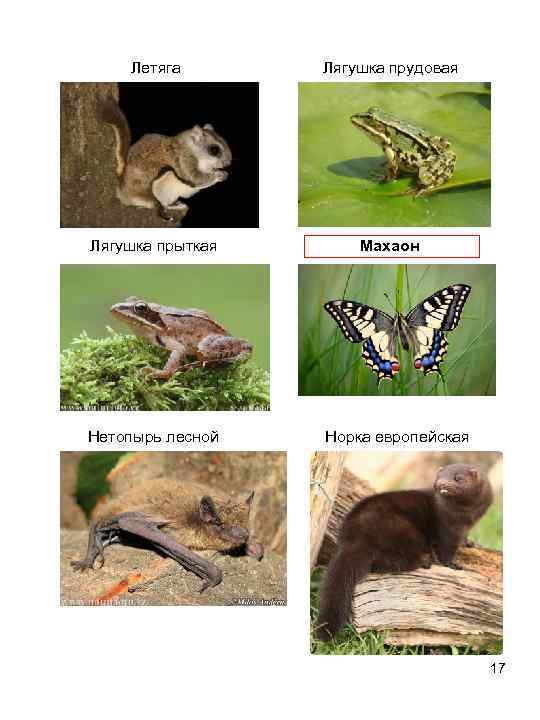  Летяга Лягушка прудовая Лягушка прыткая Махаон Нетопырь лесной Норка европейская 17 