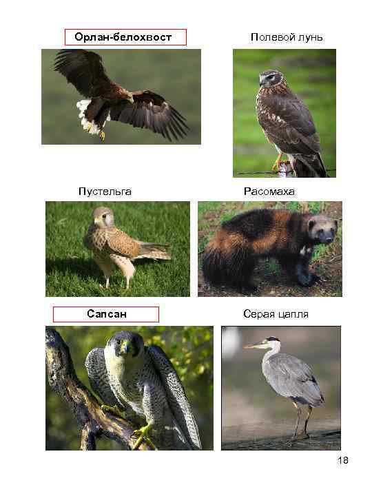  Орлан-белохвост Полевой лунь Пустельга Расомаха Сапсан Серая цапля 18 