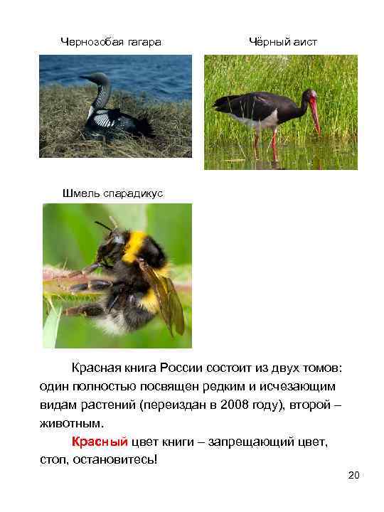  Чернозобая гагара Чёрный аист Шмель спарадикус Красная книга России состоит из двух томов:
