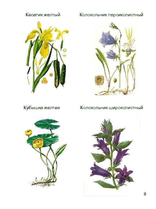  Касатик желтый Колокольчик персиколистный Кубышка желтая Колокольчик широколистный 8 