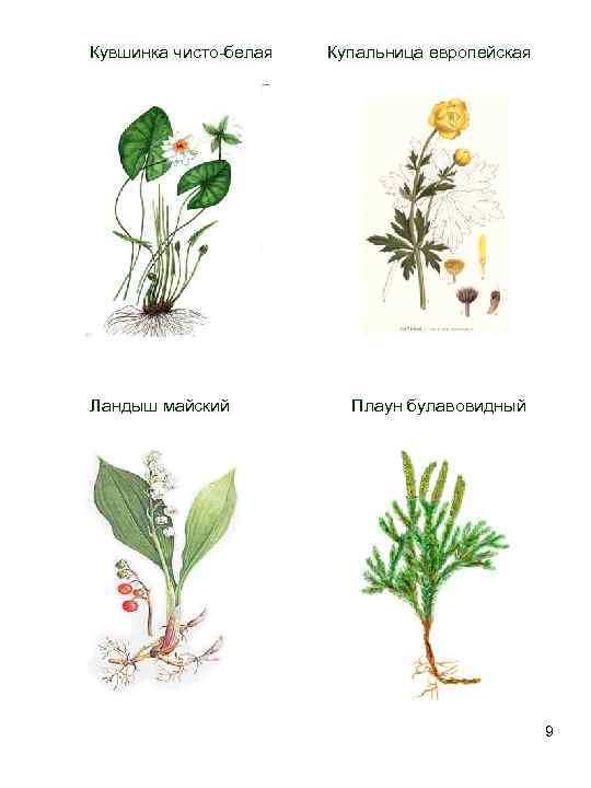  Кувшинка чисто-белая Купальница европейская Ландыш майский Плаун булавовидный 9 
