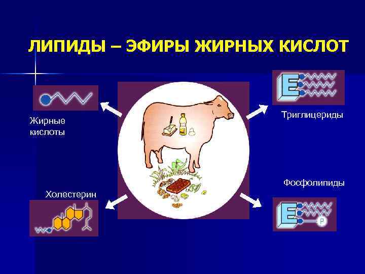 ЛИПИДЫ – ЭФИРЫ ЖИРНЫХ КИСЛОТ Жирные кислоты Триглицериды Фосфолипиды Холестерин 