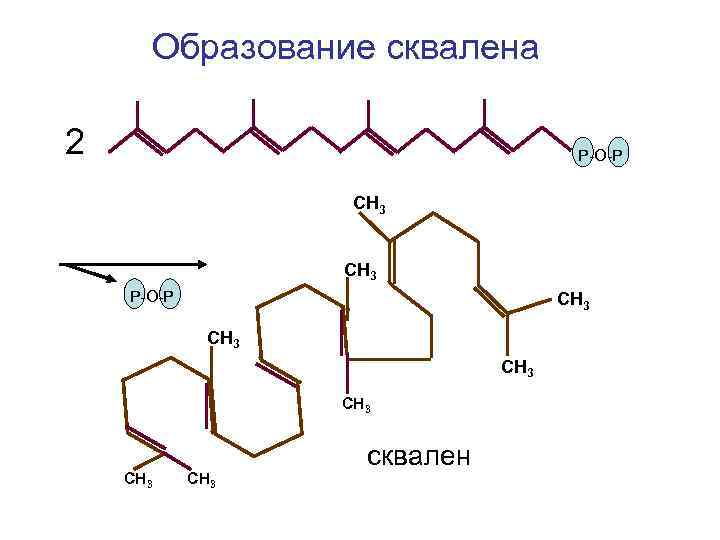 Образование сквалена 2 Р-О-Р СН 3 СН 3 сквален 