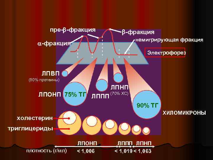 пре- -фракция немигрирующая фракция -фракция Электрофорез ЛПВП (50% протеины) ЛПНП ЛПОНП 75% ТГ ЛППП