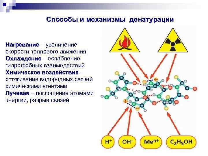 Способы и механизмы денатурации Нагревание – увеличение Нагревание скорости теплового движения Охлаждение – ослабление
