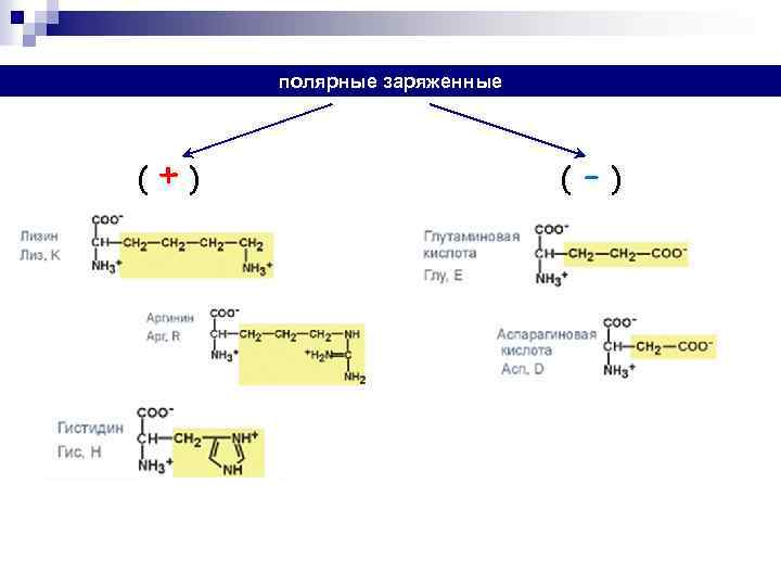 полярные заряженные (+) ( -) 