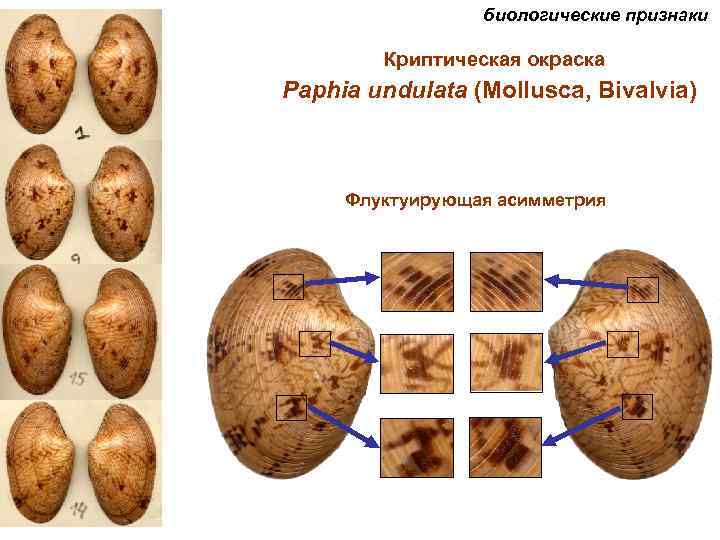 биологические признаки Криптическая окраска Paphia undulata (Mollusca, Bivalvia) Флуктуирующая асимметрия 