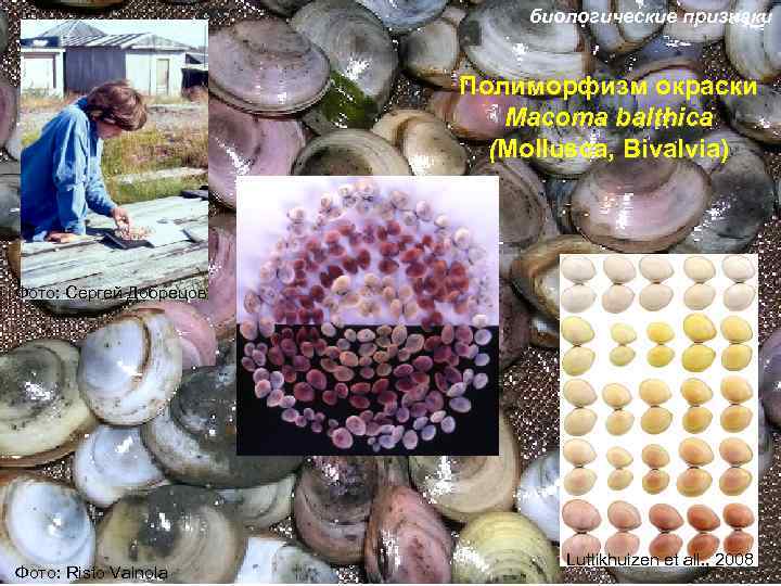 биологические признаки Полиморфизм окраски Macoma balthica (Mollusca, Bivalvia) Фото: Сергей Добрецов Фото: Risto Vainola