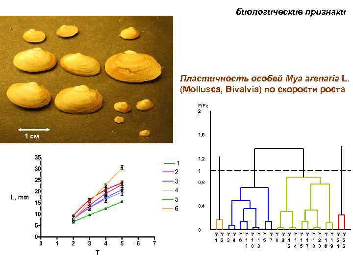 биологические признаки Пластичность особей Mya arenaria L. (Mollusca, Bivalvia) по скорости роста F/Fк 2