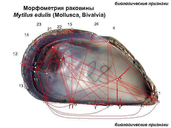 Морфометрия раковины Mytilus edulis (Mollusca, Bivalvia) 23 21 24 15 22 биологические признаки 4