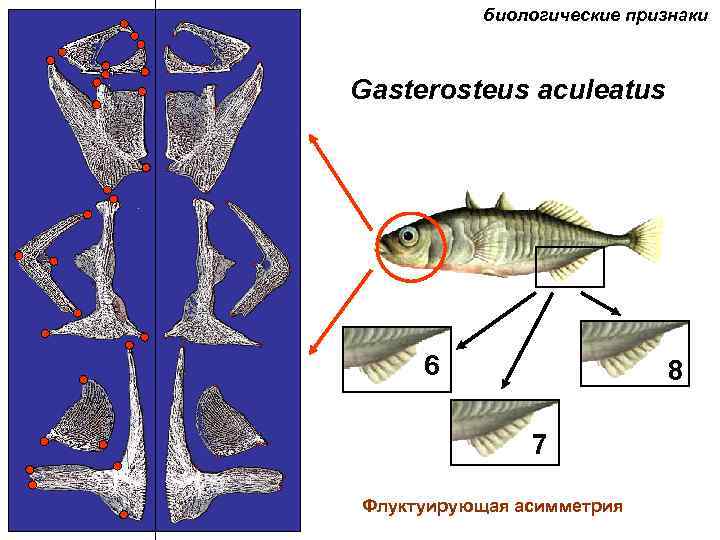 биологические признаки Gasterosteus aculeatus 6 8 7 Флуктуирующая асимметрия 