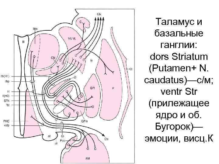 Таламус и базальные ганглии: dors Striatum (Putamen+ N. caudatus)—c/м; ventr Str (прилежащее ядро и