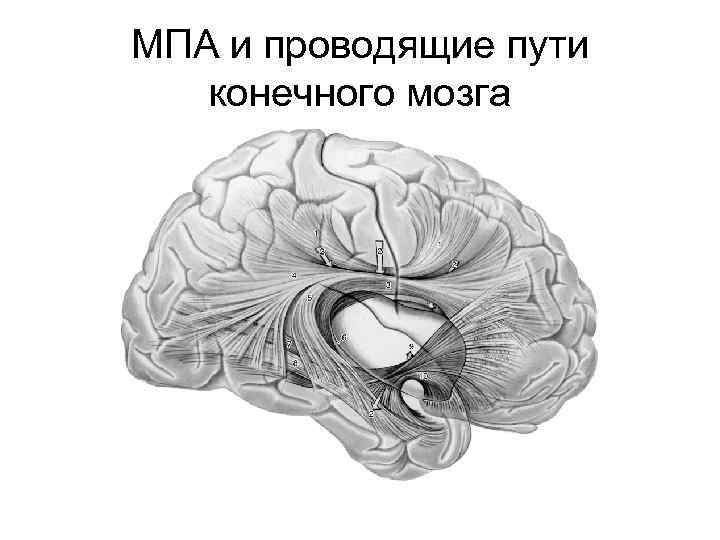 МПА и проводящие пути конечного мозга 