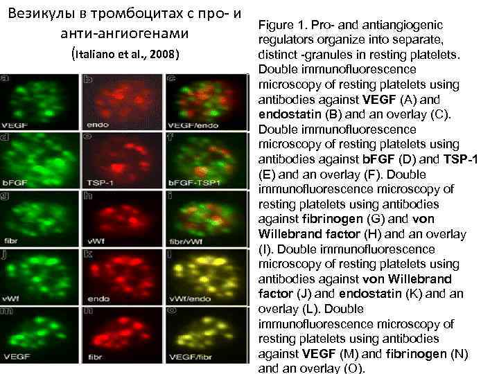Везикулы в тромбоцитах с про- и анти-ангиогенами (Italiano et al. , 2008) Figure 1.