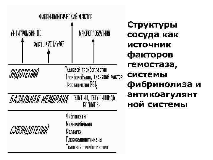 Структуры сосуда как источник факторов гемостаза, системы фибринолиза и антикоагулянт ной системы 