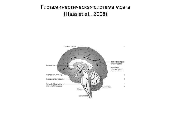 Гистаминергическая система мозга (Haas et al. , 2008) 