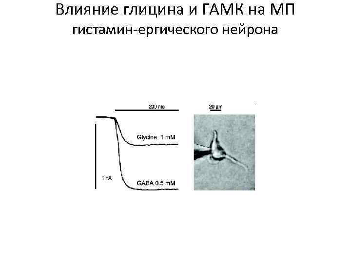 Влияние глицина и ГАМК на МП гистамин-ергического нейрона 