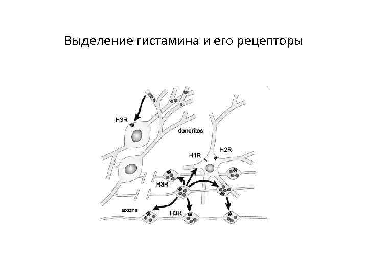 Выделение гистамина и его рецепторы 