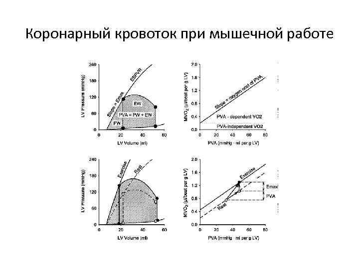 Коронарный кровоток при мышечной работе 
