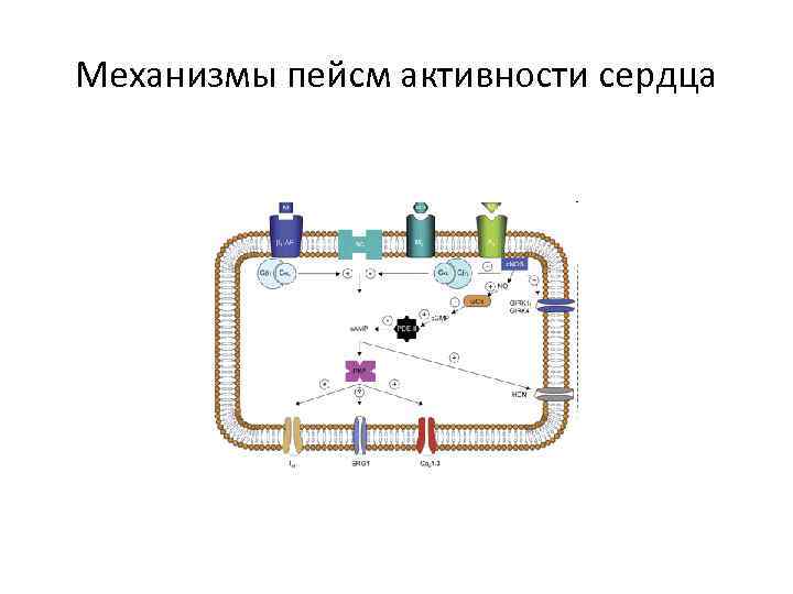 Механизмы пейсм активности сердца 
