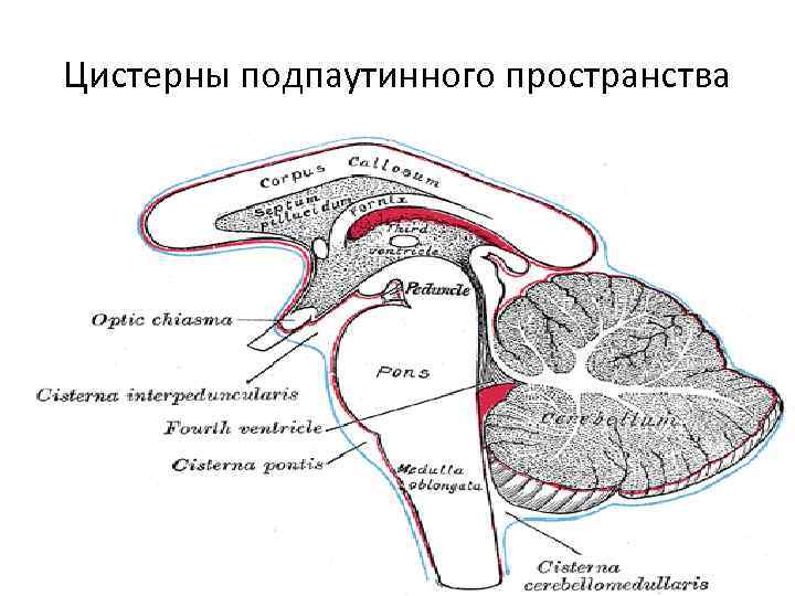 Цистерны подпаутинного пространства 