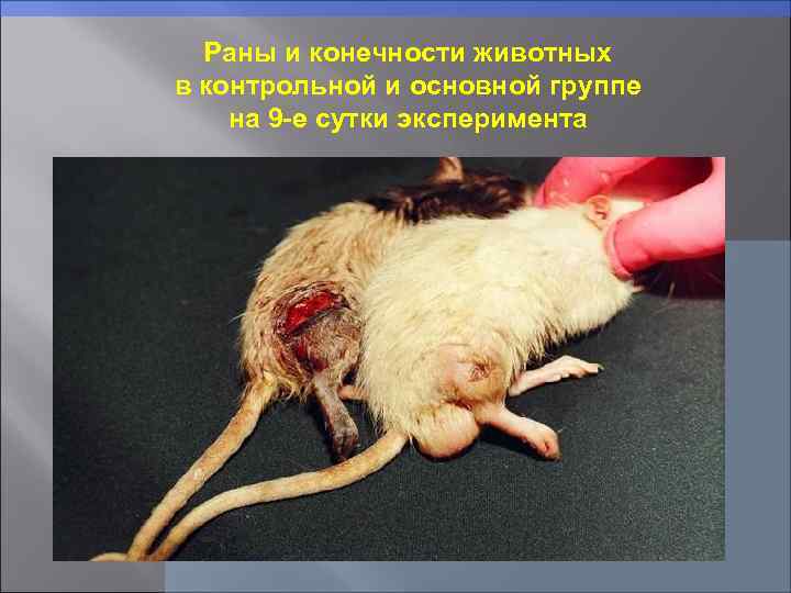 Раны и конечности животных в контрольной и основной группе на 9 -е сутки эксперимента