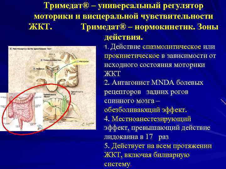 Тримедат® – универсальный регулятор моторики и висцеральной чувствительности ЖКТ. Тримедат® – нормокинетик. Зоны действия.